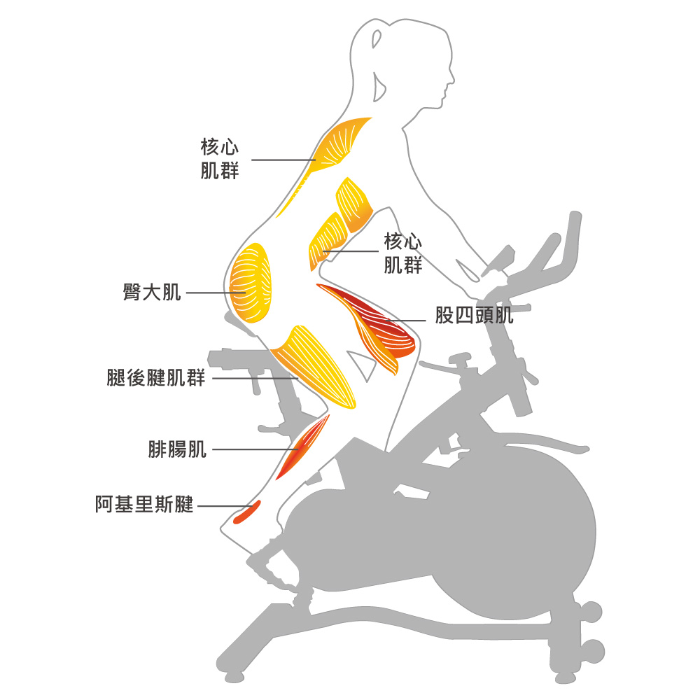 飛輪車訓練秘訣：3大騎乘姿勢強化主要肌群分享！| 歐洲百年品牌BH BH 歐洲百年品牌- 跑步機‧按摩椅‧健身器材‧飛輪車‧健身車